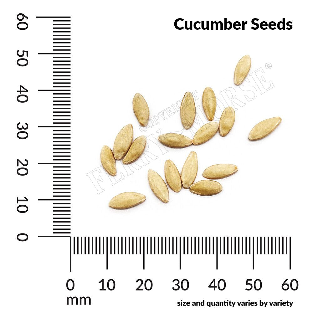 Cucumber seed spill and measurement